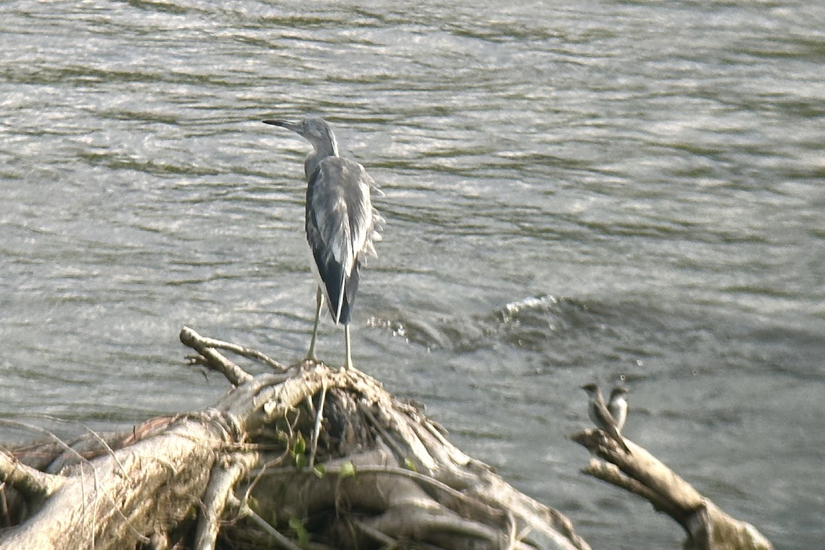 Little Blue Heron - Luis Enrique Fernández Sánchez