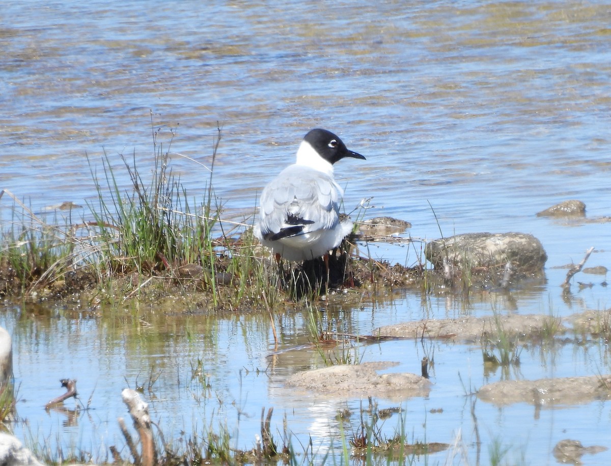 Bonaparte's Gull - Sue Ascher