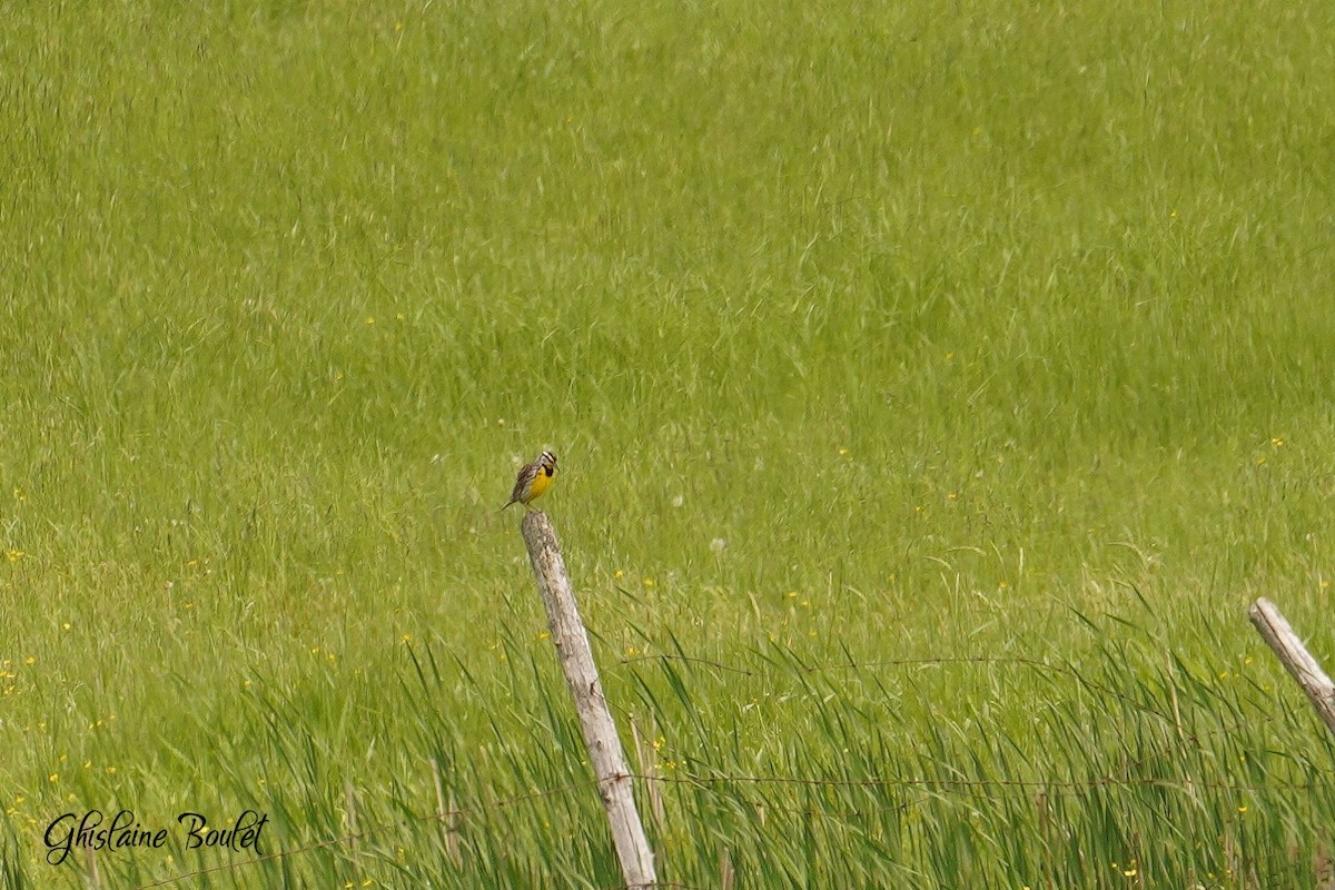 Eastern Meadowlark - Réal Boulet 🦆