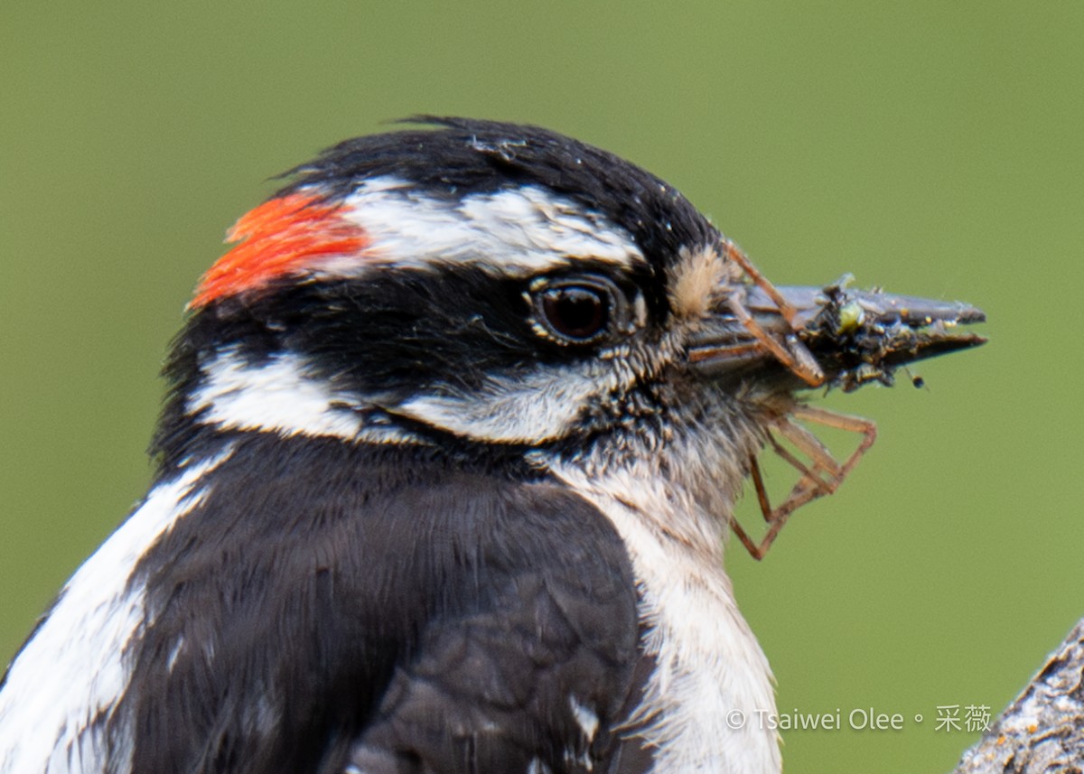 Downy Woodpecker - ML619591384