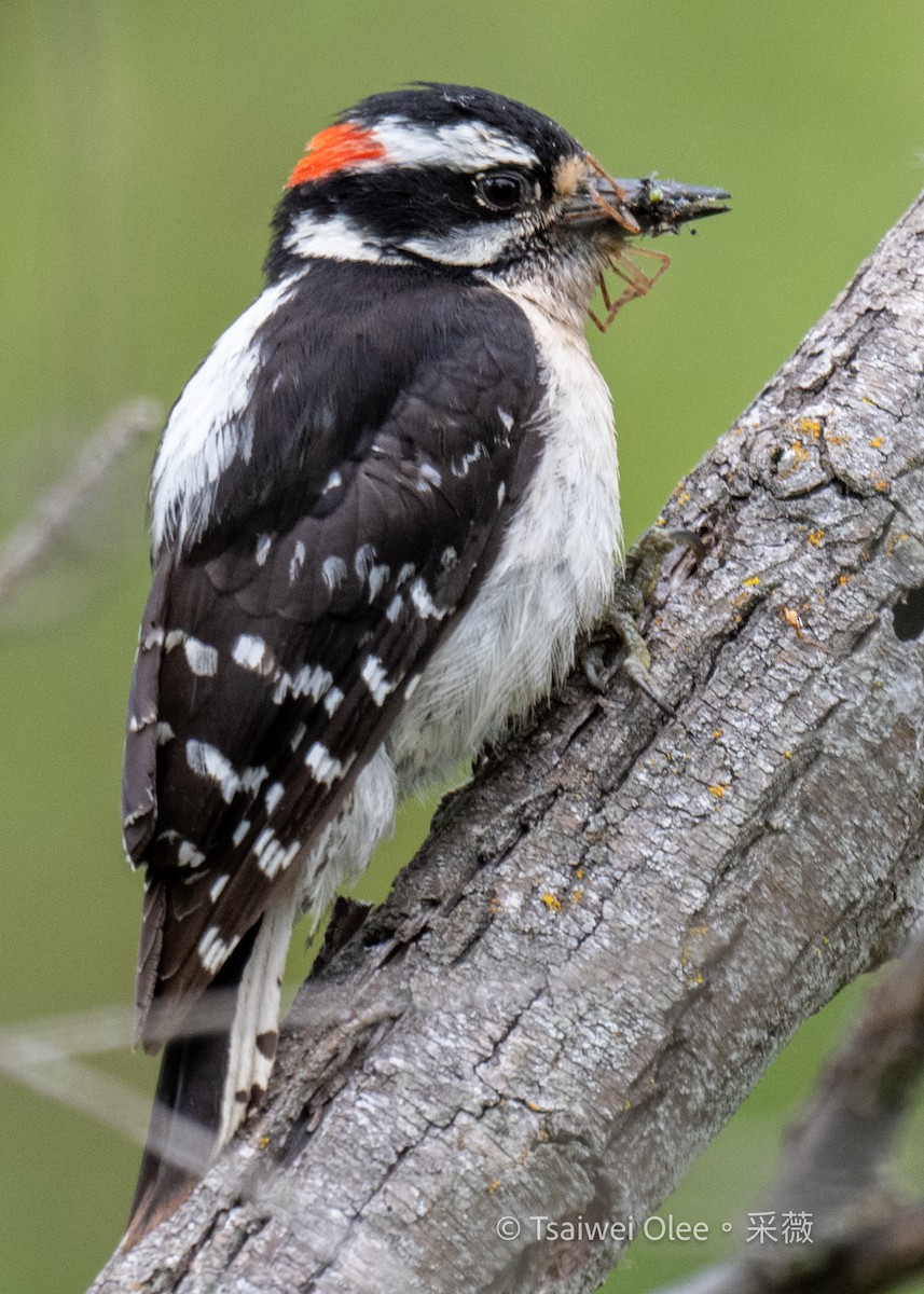Downy Woodpecker - Tsaiwei Olee