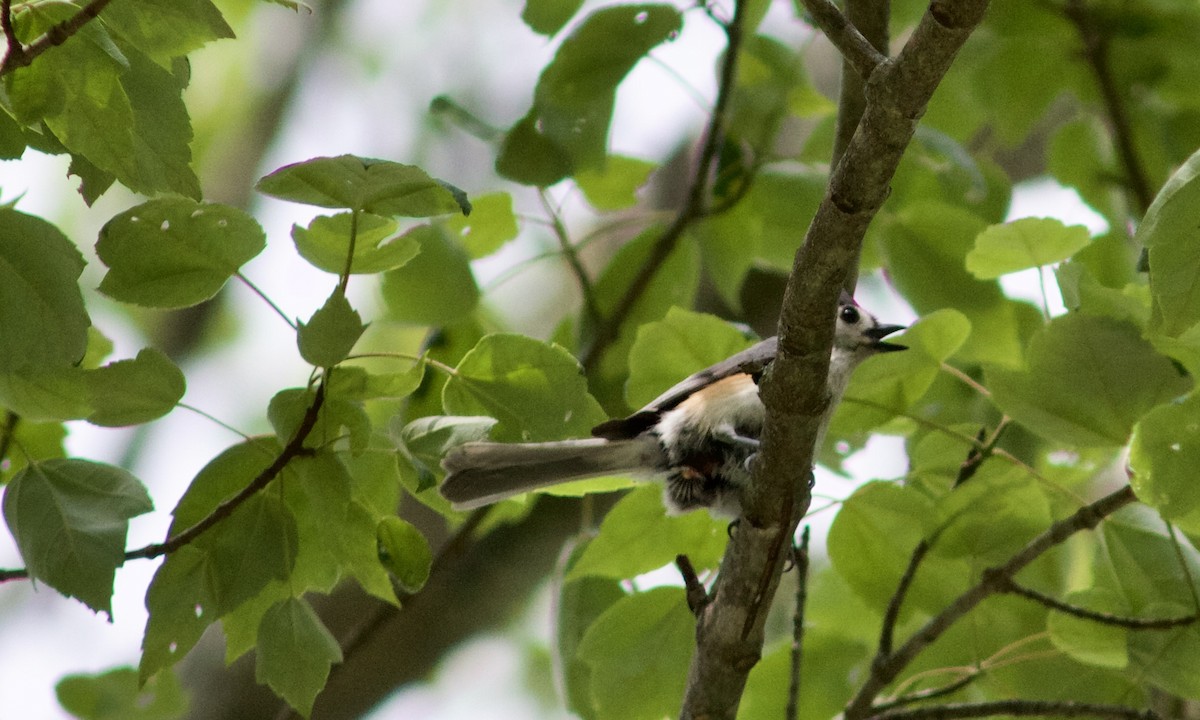 Tufted Titmouse - Sarah Roberts