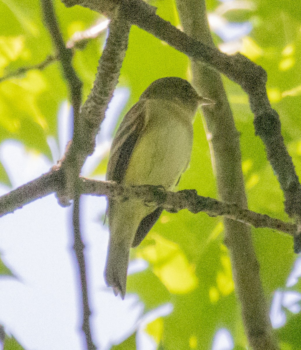 Least Flycatcher - MCHL ____