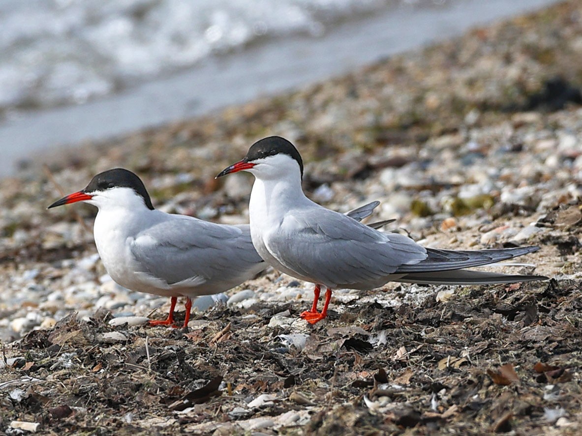 Common Tern - Claire Werner