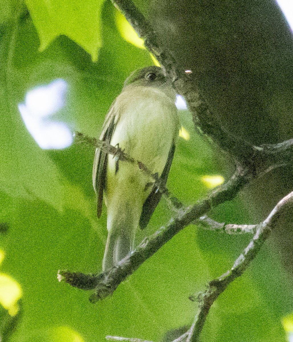 Least Flycatcher - MCHL ____