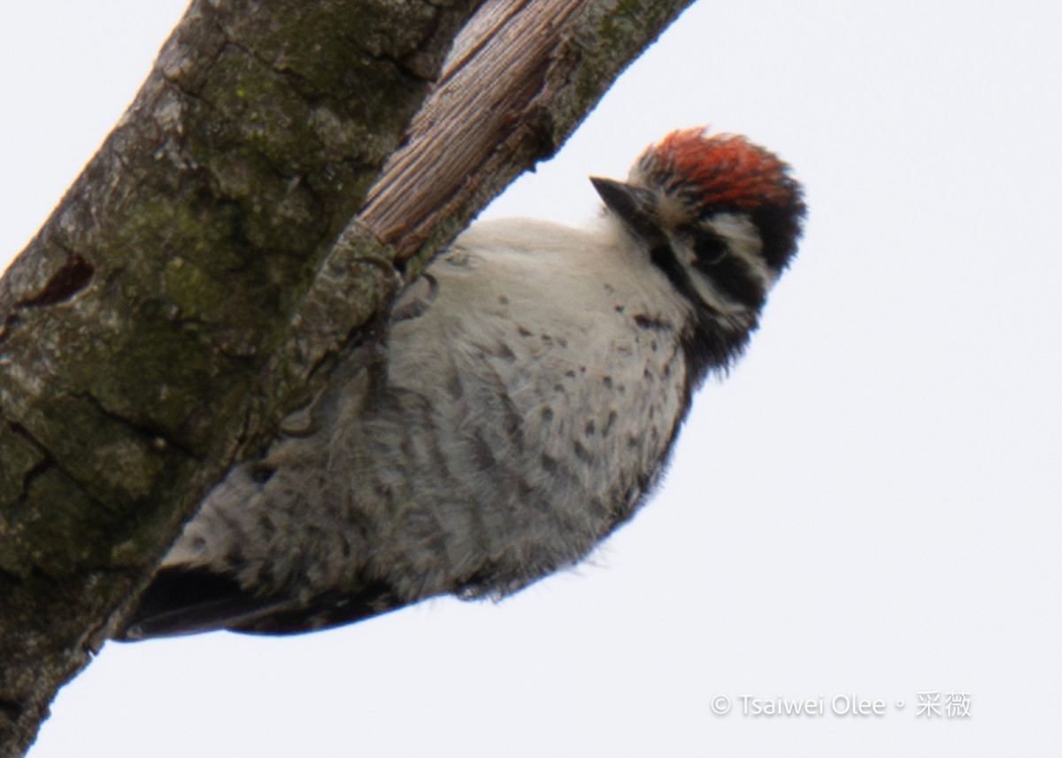 Nuttall's Woodpecker - Tsaiwei Olee