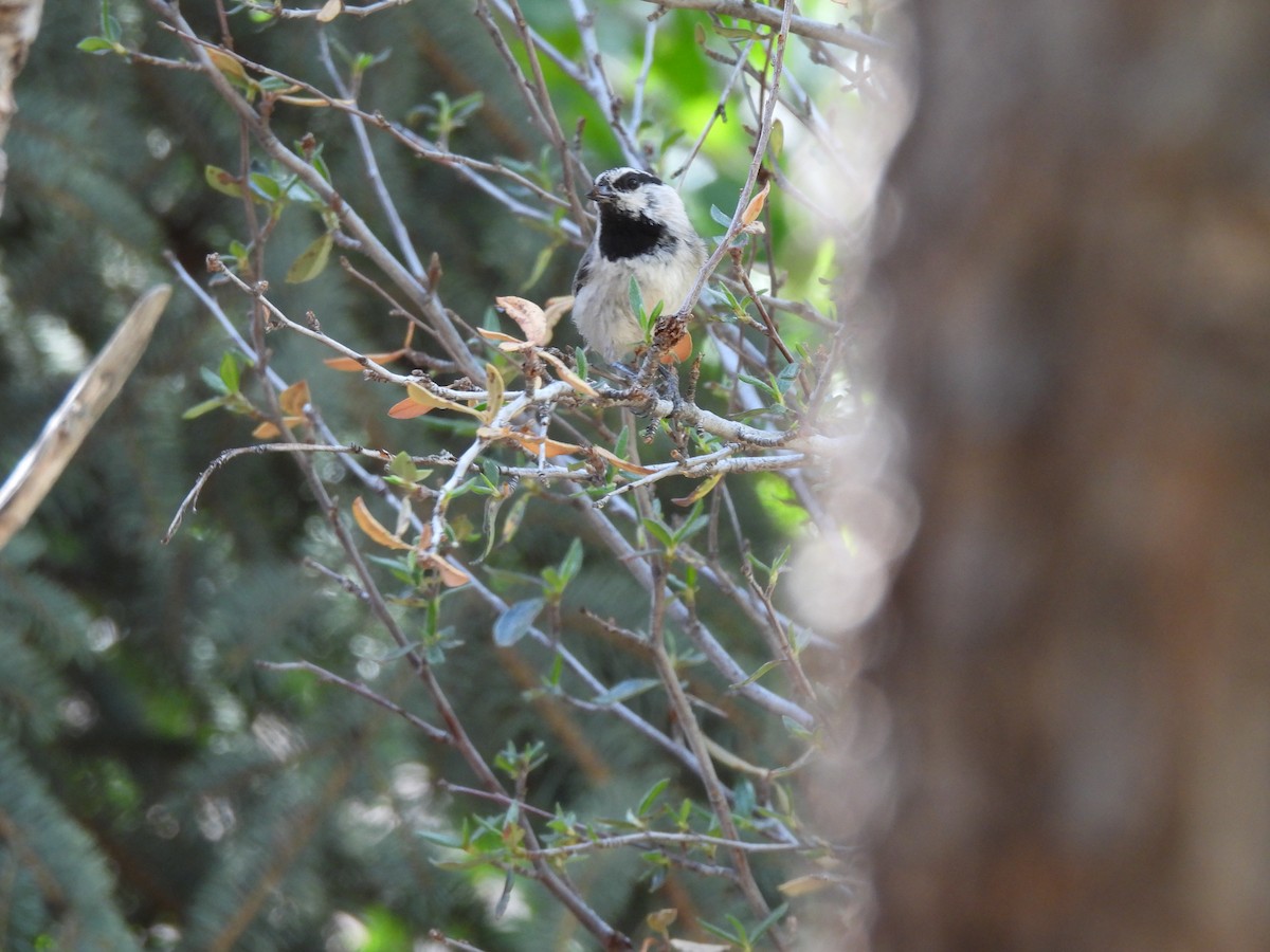 Mountain Chickadee - Bosco Greenhead