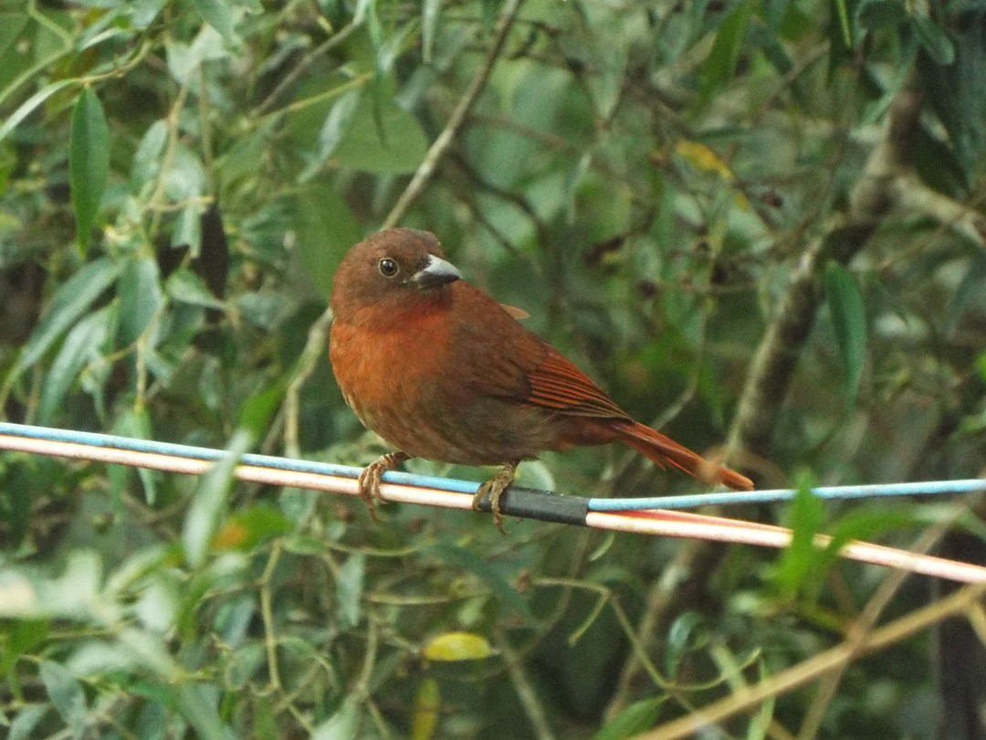 Red-crowned Ant-Tanager - Henrique Heidi Horiyshi