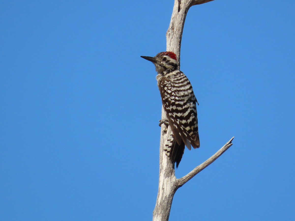 Ladder-backed Woodpecker - Edward Raynor