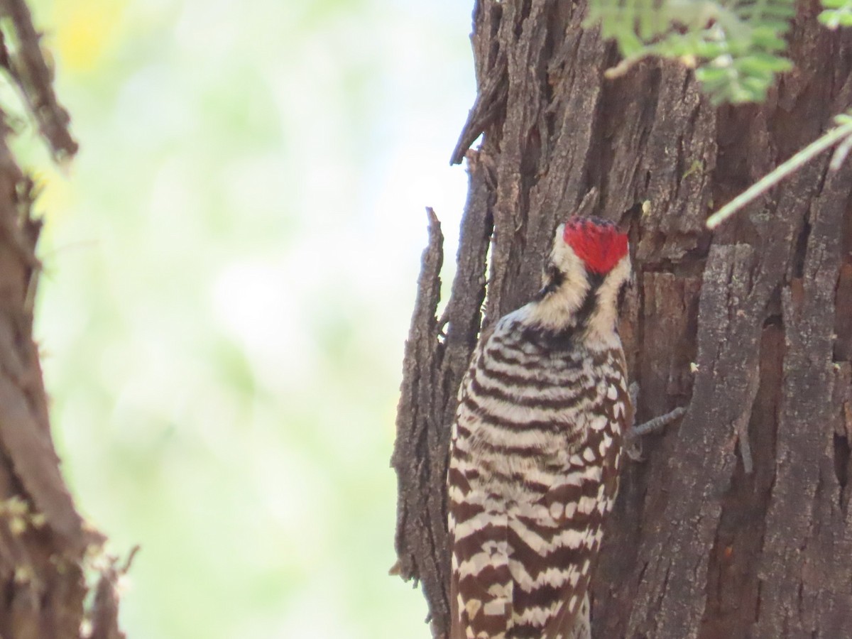 Ladder-backed Woodpecker - Edward Raynor