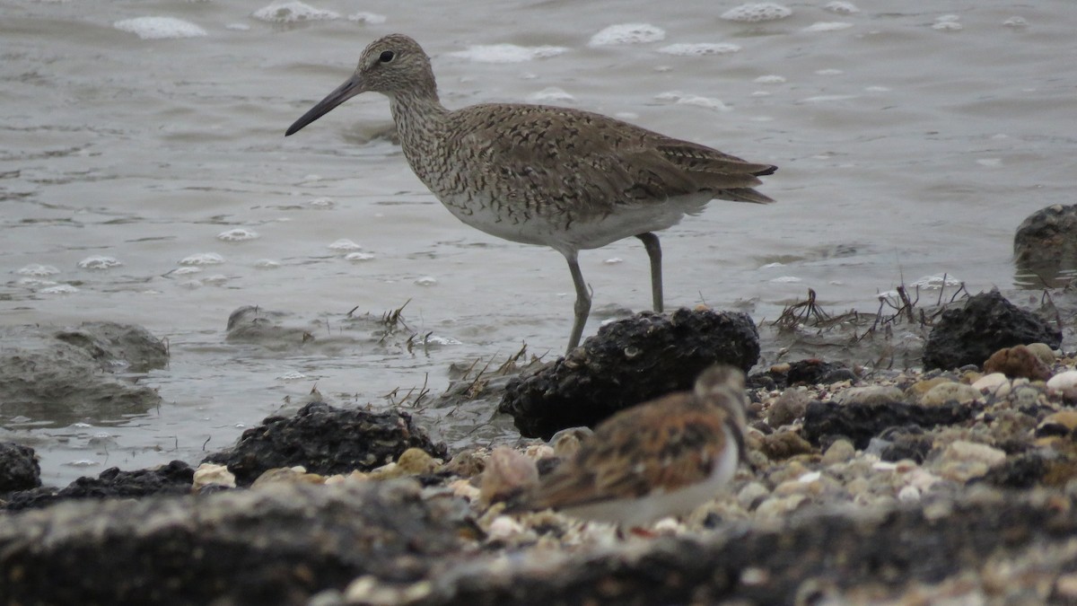 Willet - ML619591417