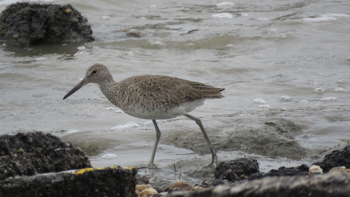 Piro piro semipalmato - ML619591418