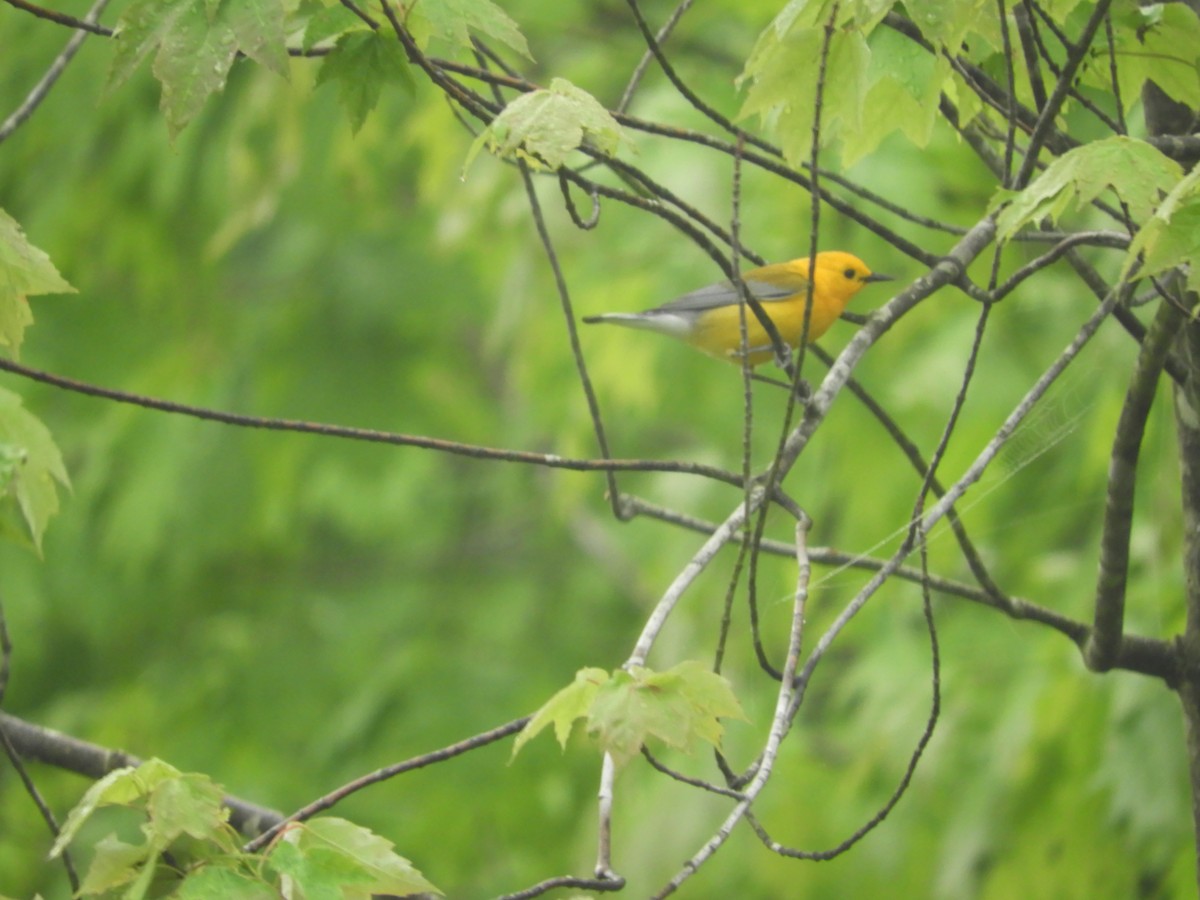 Prothonotary Warbler - Thomas Bürgi