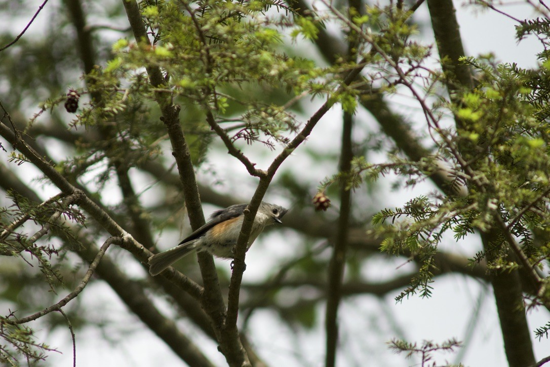 Tufted Titmouse - Sarah R