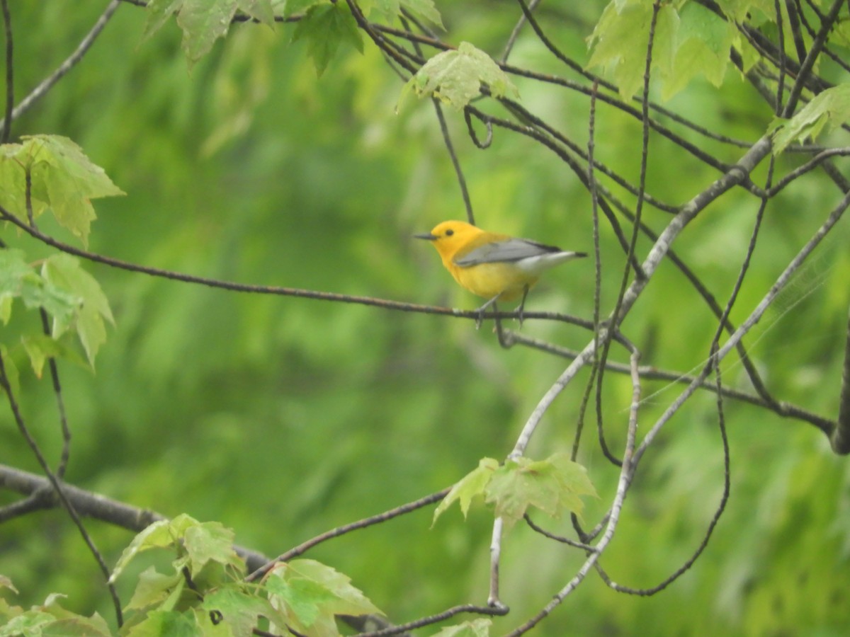 Prothonotary Warbler - Thomas Bürgi