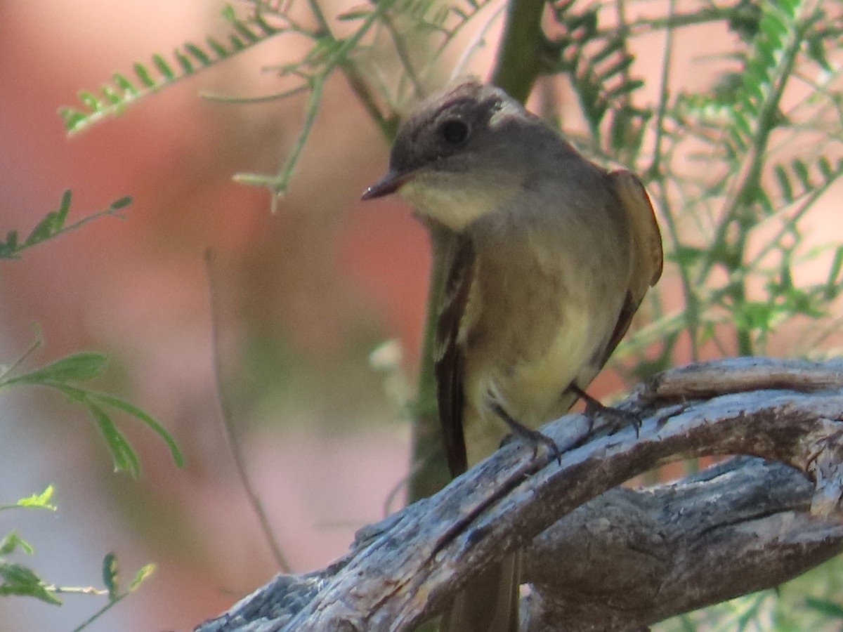 Western Wood-Pewee - Edward Raynor