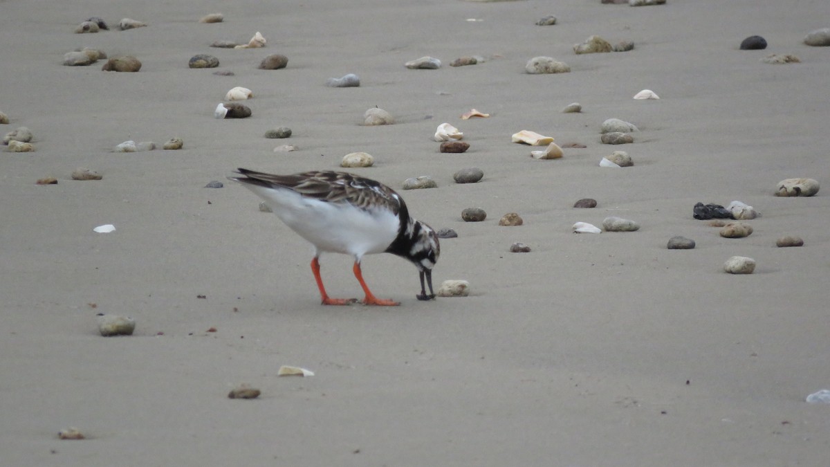 Voltapietre - ML619591429