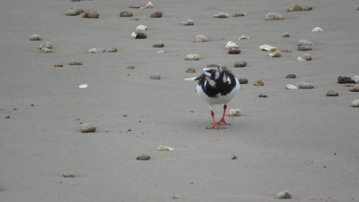 Ruddy Turnstone - David Kent