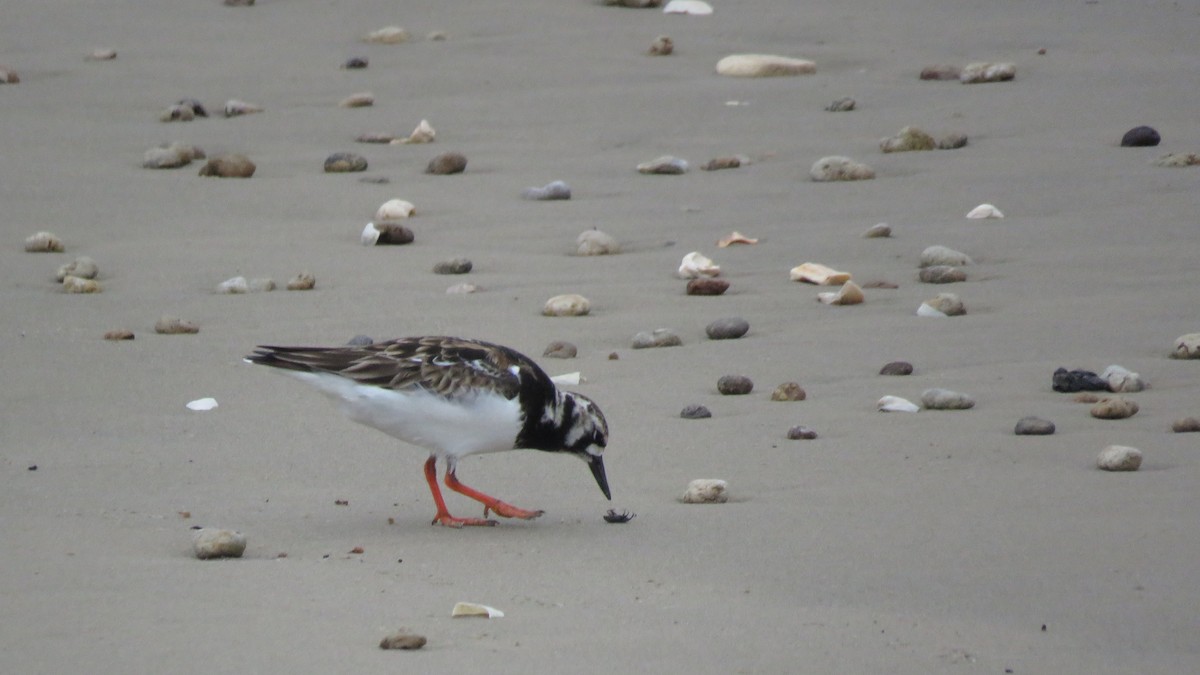 Voltapietre - ML619591431