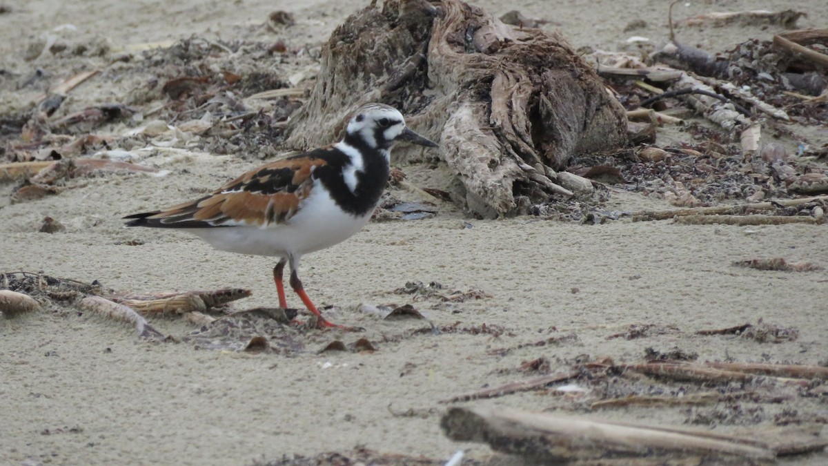 Ruddy Turnstone - ML619591432