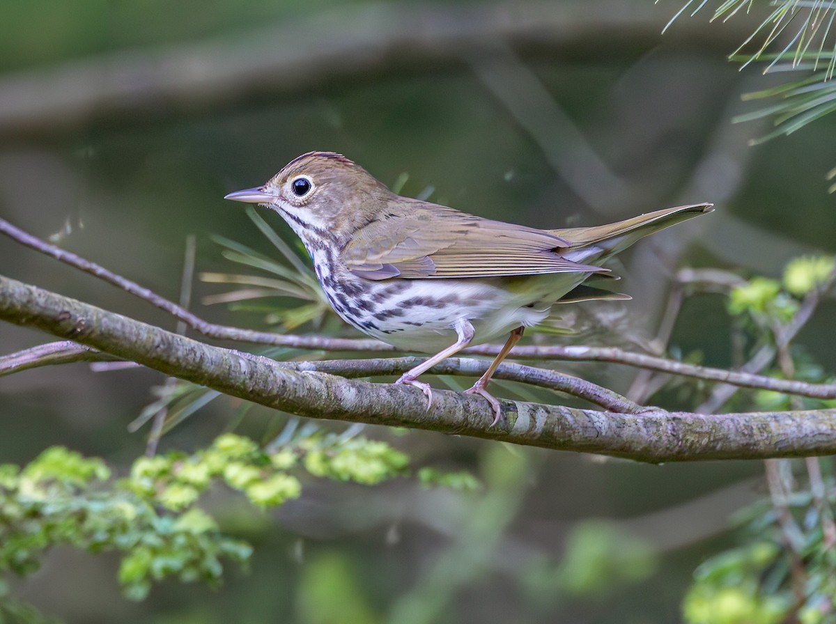 Ovenbird - Mike Murphy