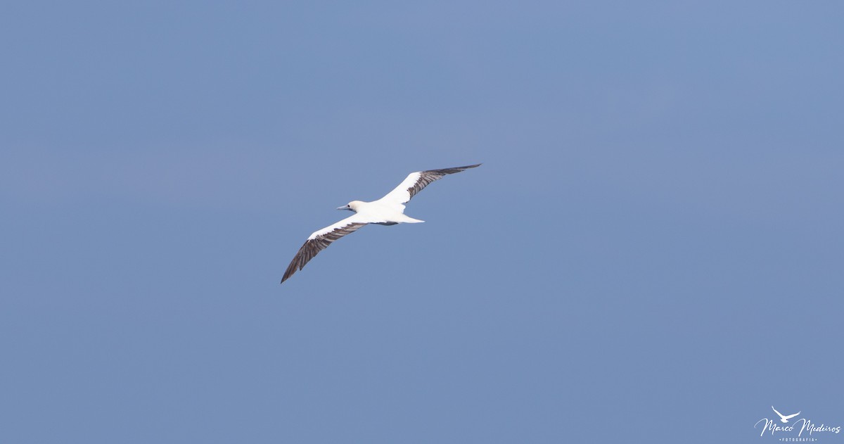 Northern Gannet - ML619591440