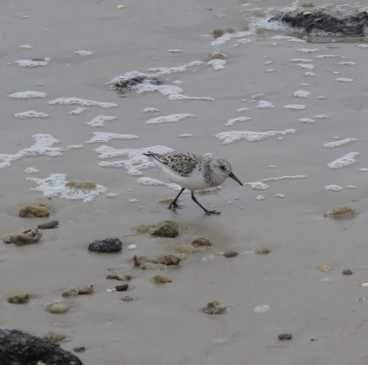 Sanderling - David Kent