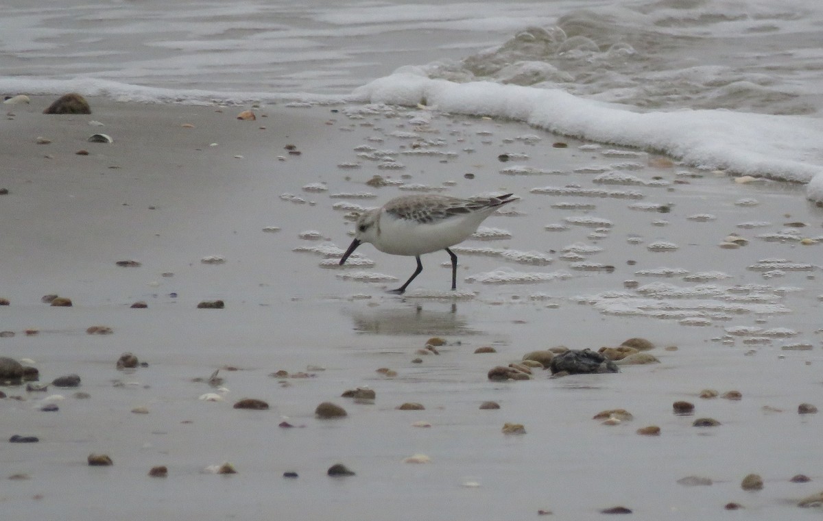 Piovanello tridattilo - ML619591442