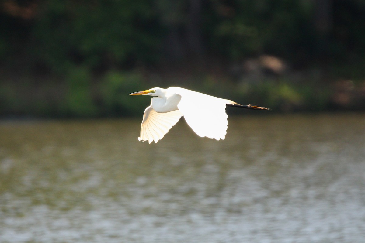 Great Egret - Richard  Lechleitner