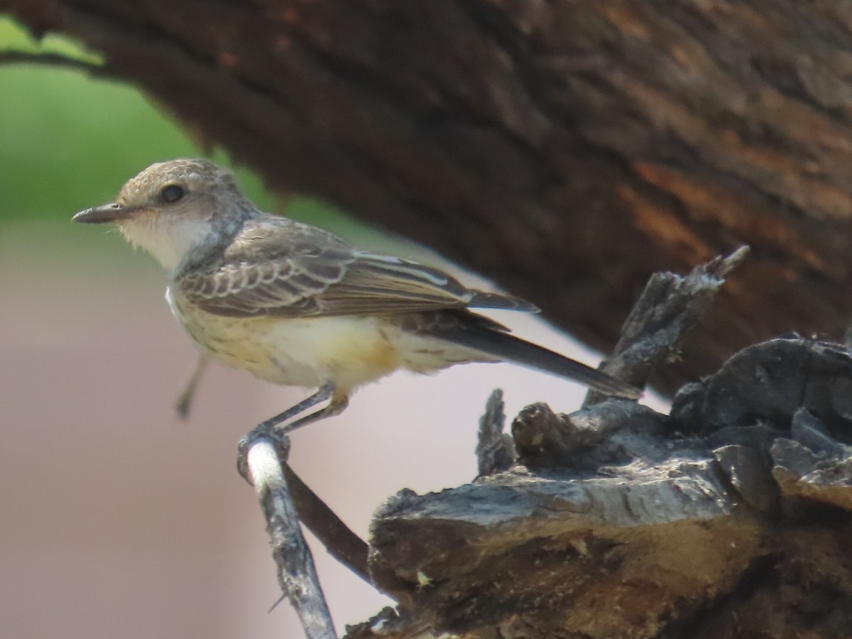 Vermilion Flycatcher - Edward Raynor