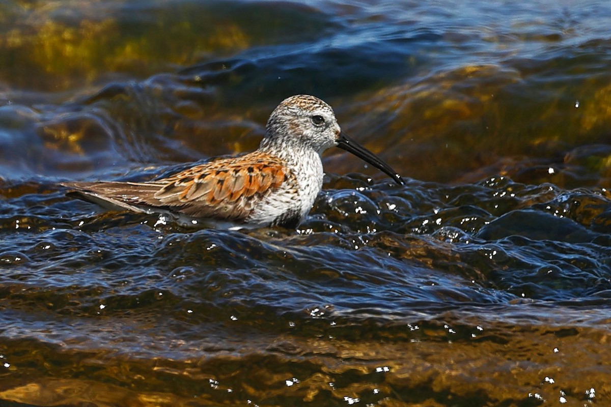 Dunlin - Claire Werner