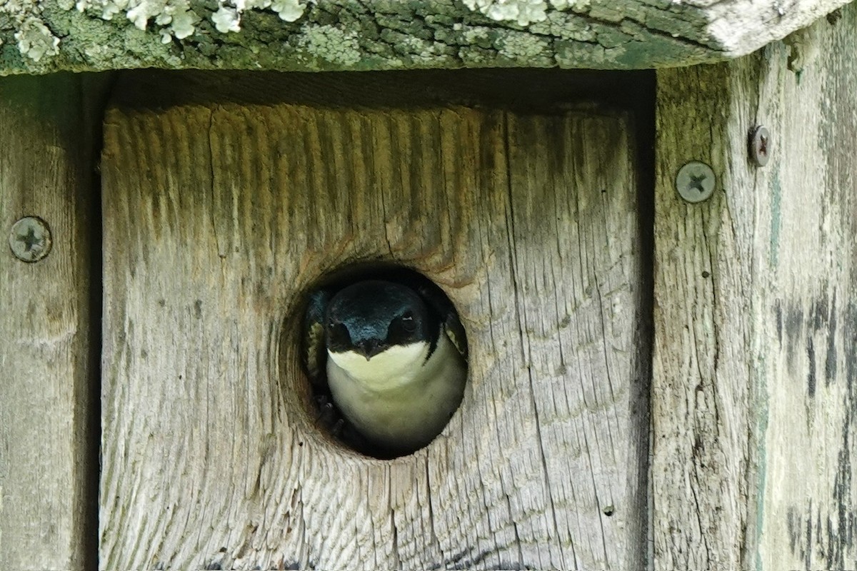 Tree Swallow - Fleeta Chauvigne