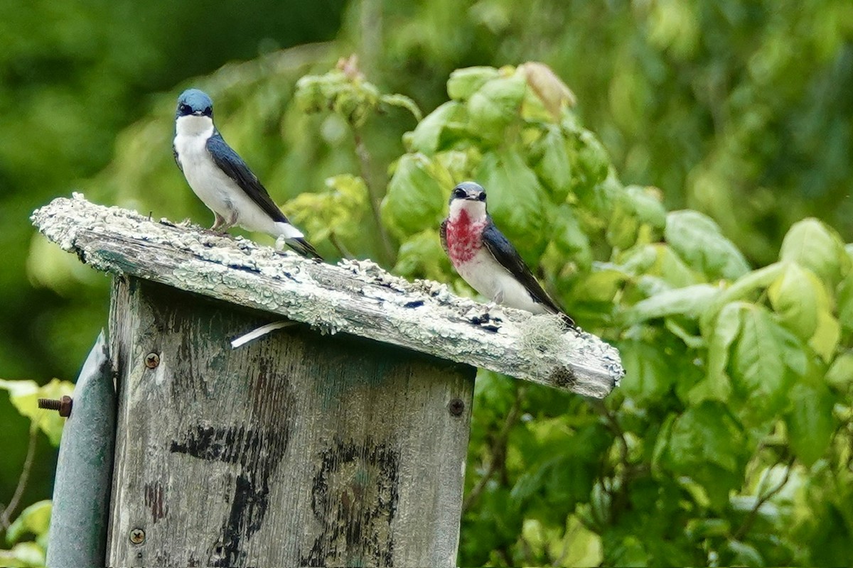 Tree Swallow - Fleeta Chauvigne