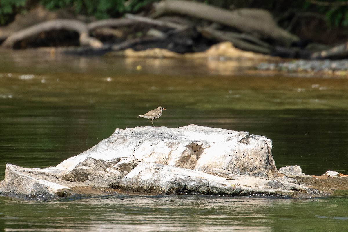 Spotted Sandpiper - ML619591457