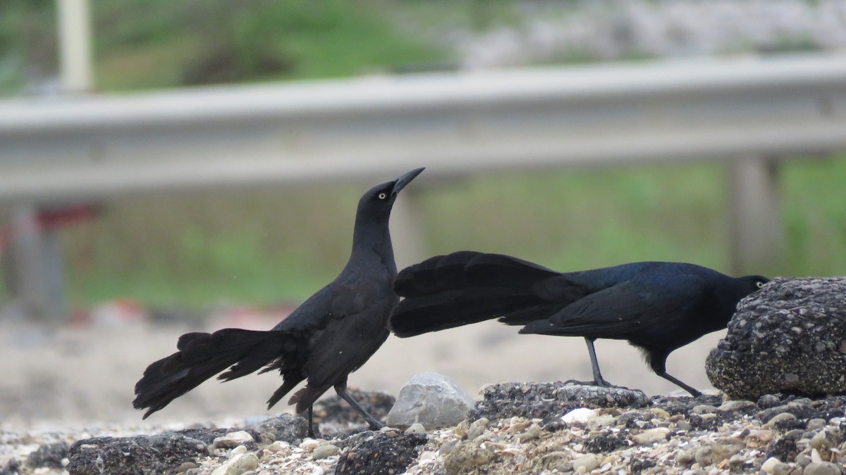 Boat-tailed Grackle - David Kent