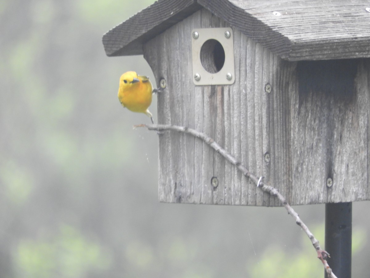 Prothonotary Warbler - Thomas Bürgi