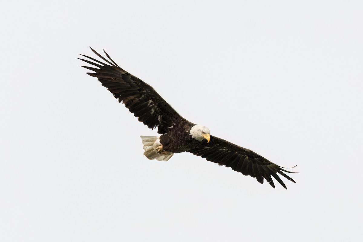 Bald Eagle - Brian McGee