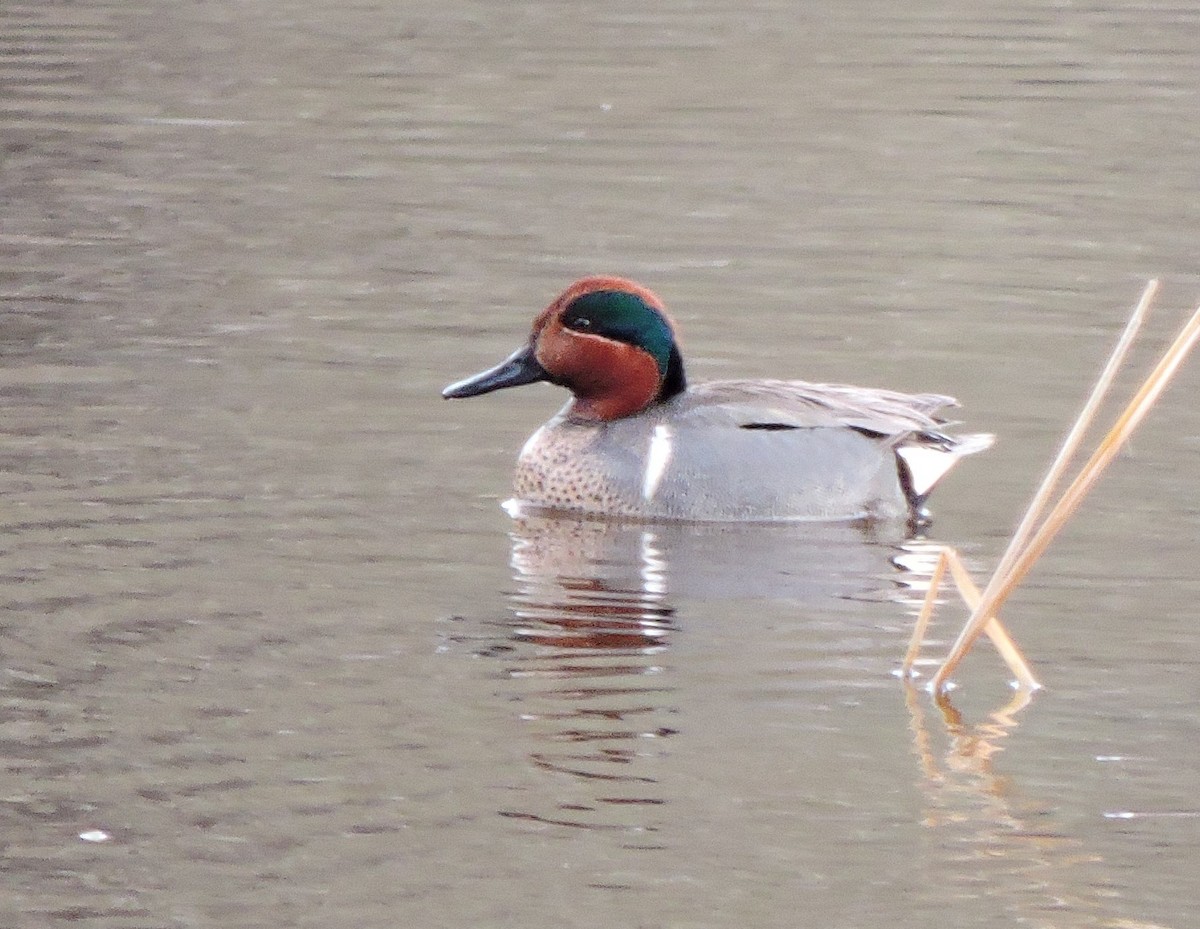 Green-winged Teal - ML619591478