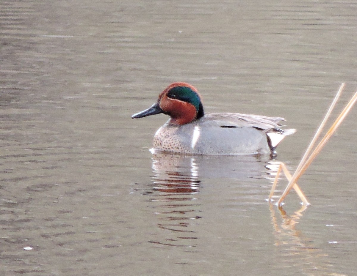 Green-winged Teal - Chuck Chuck