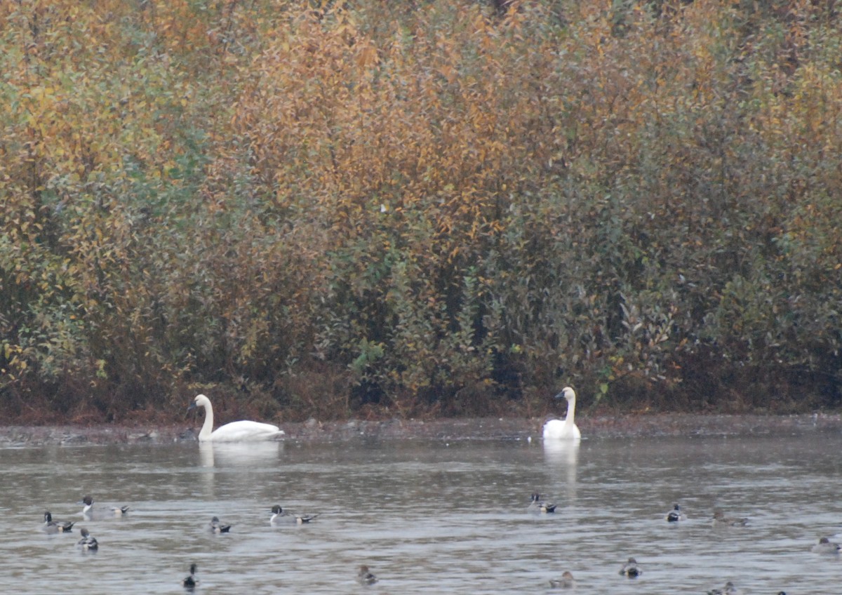 Tundra Swan - ML619591486