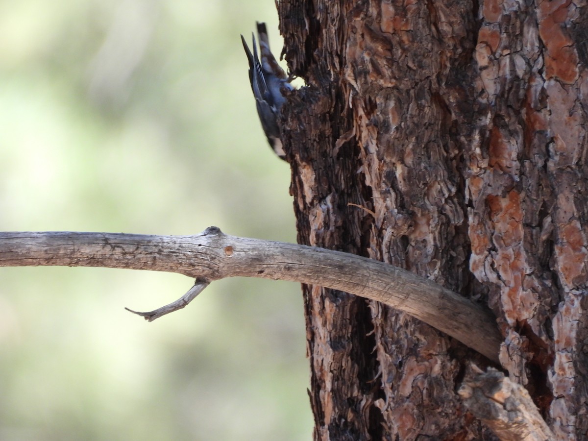 White-breasted Nuthatch - ML619591488
