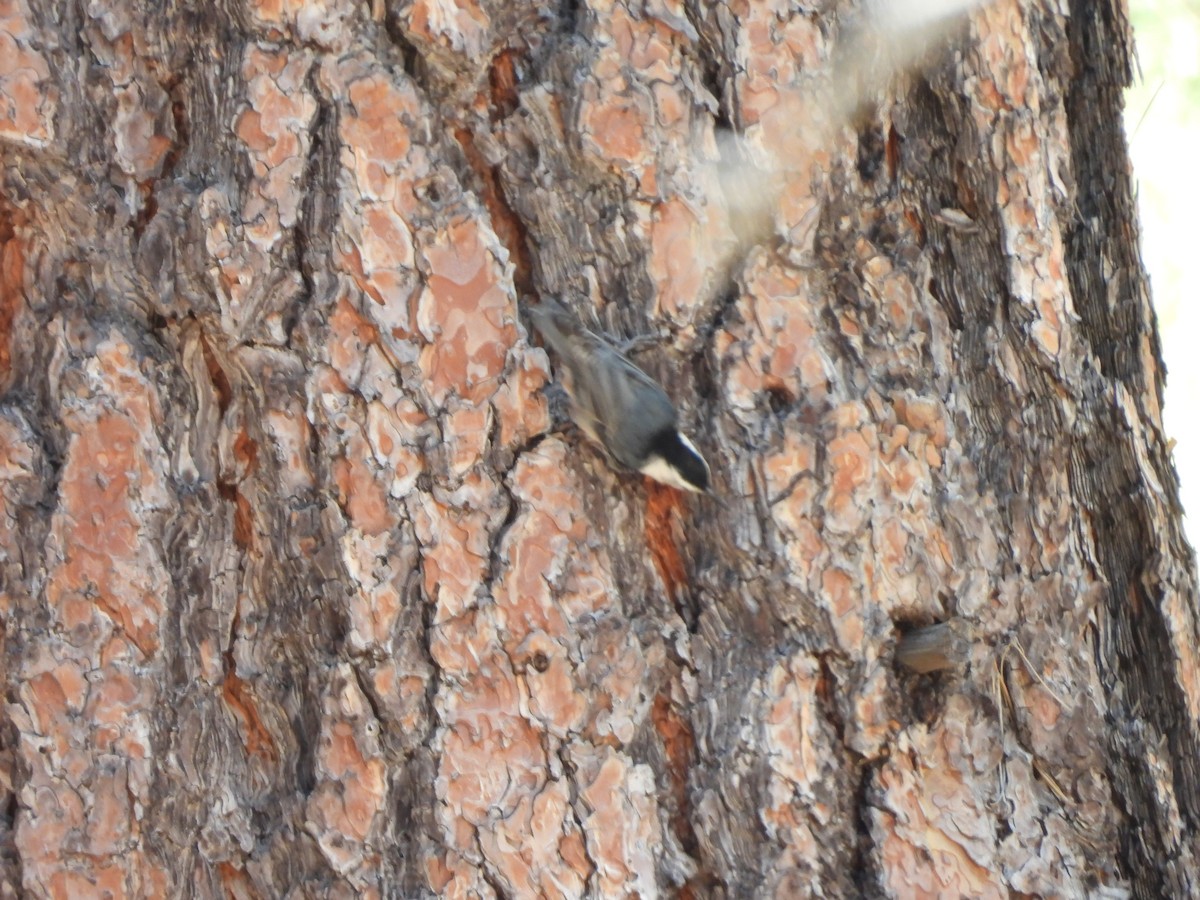 White-breasted Nuthatch - ML619591489