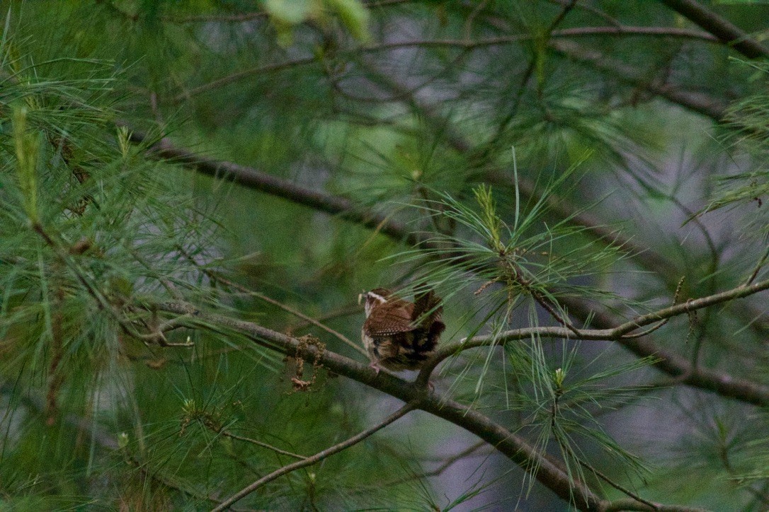 Carolina Wren - Sarah R