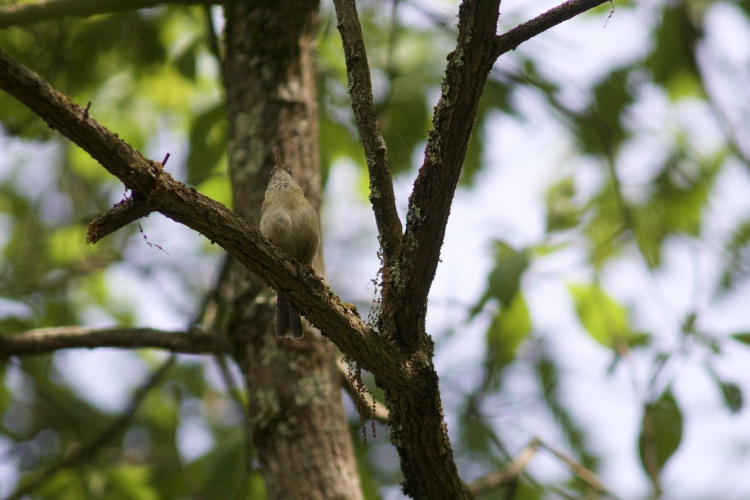 Carolina Wren - Sarah R