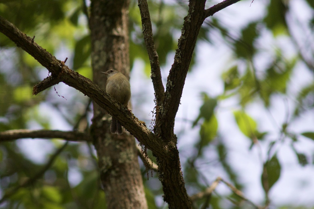 Carolina Wren - Sarah R