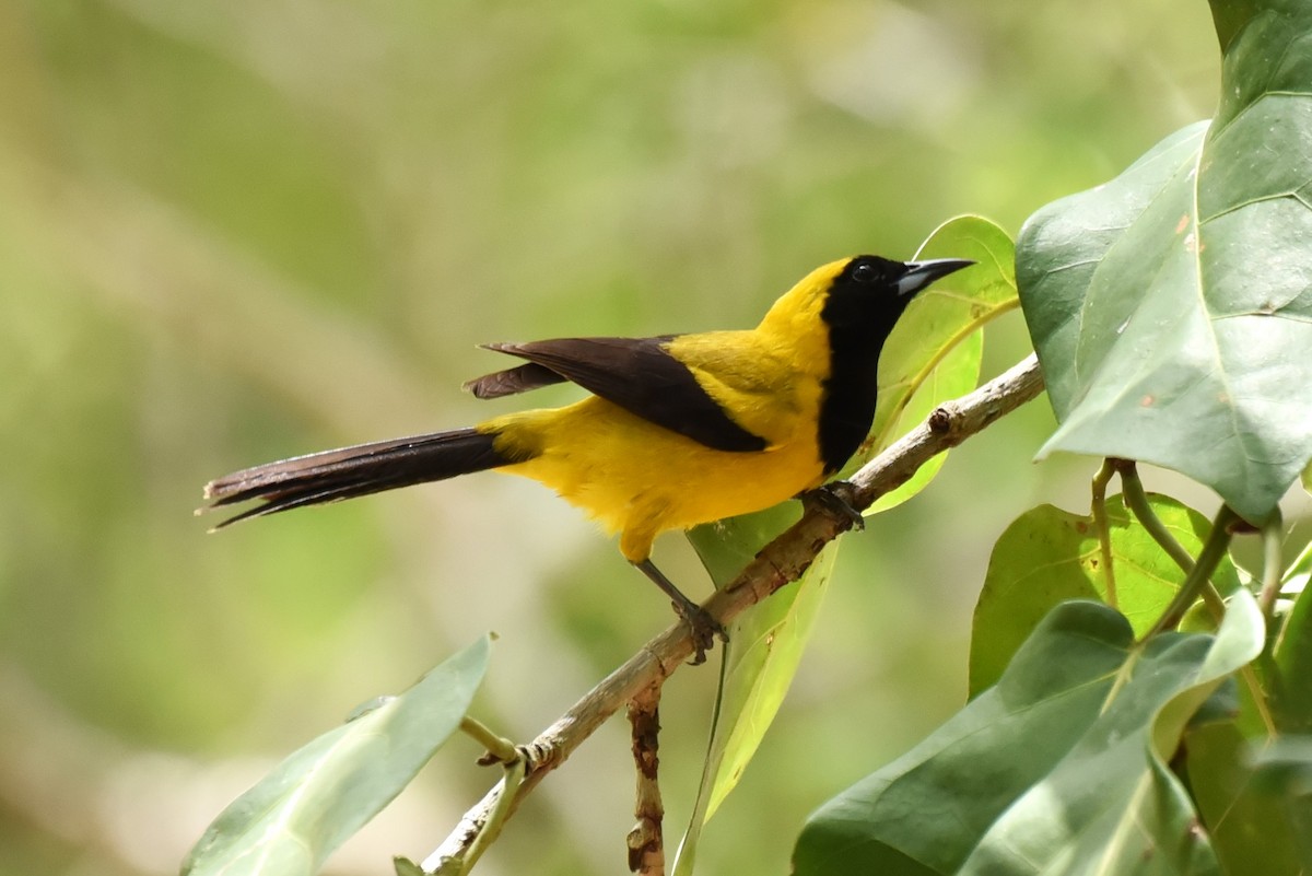 Yellow-backed Oriole - Bruce Mast