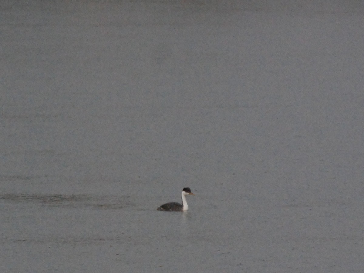 Western Grebe - Max Thayer