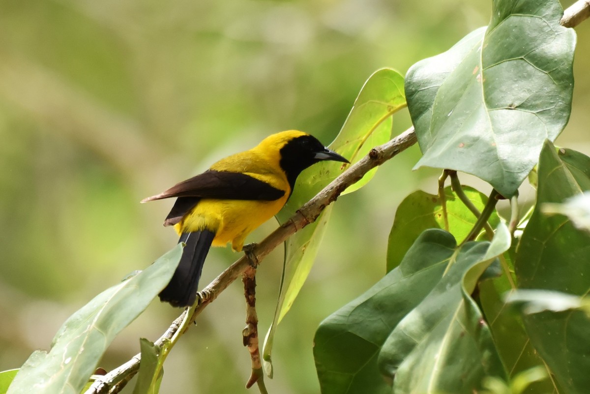 Yellow-backed Oriole - Bruce Mast