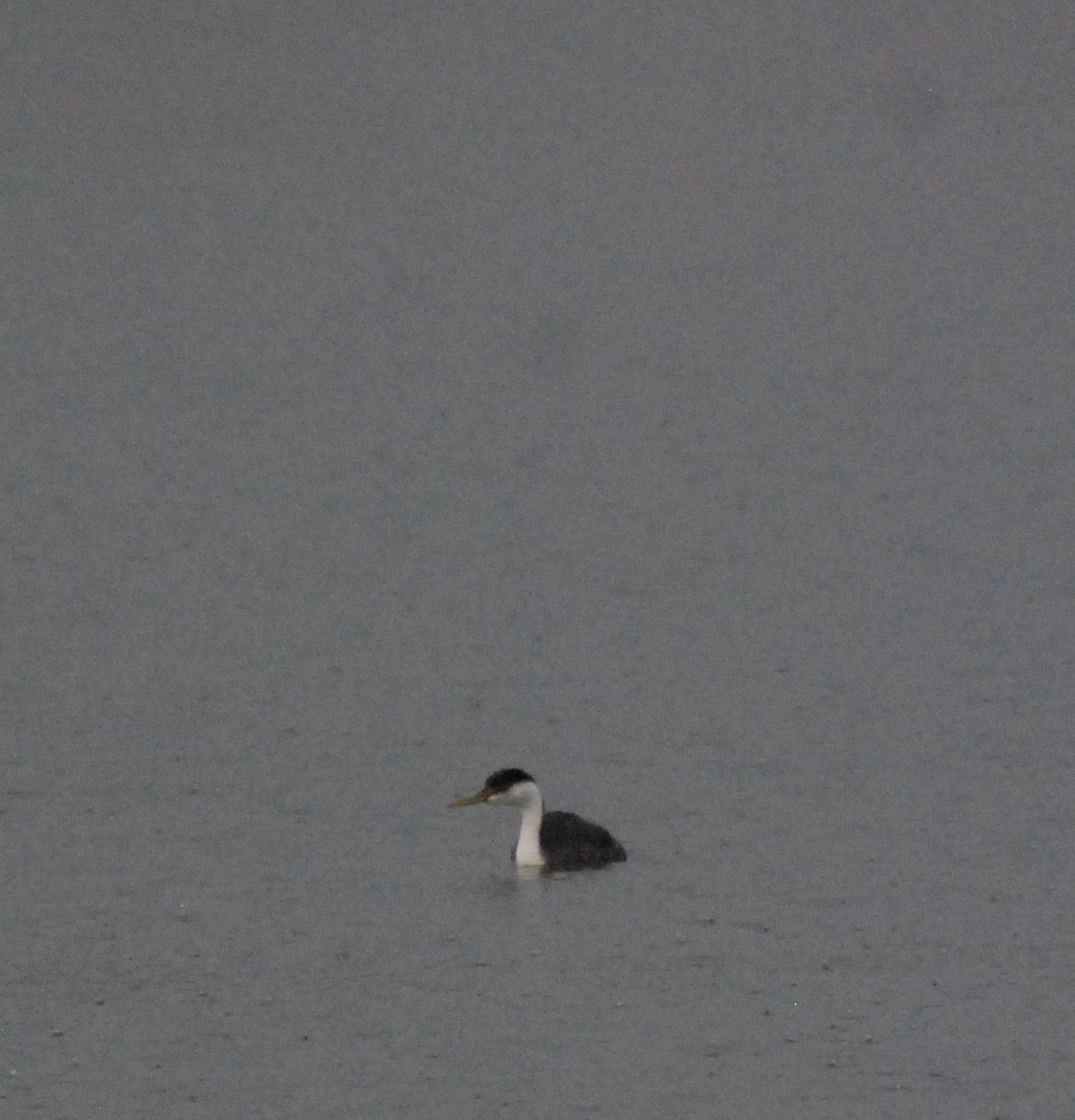 Western Grebe - Max Thayer