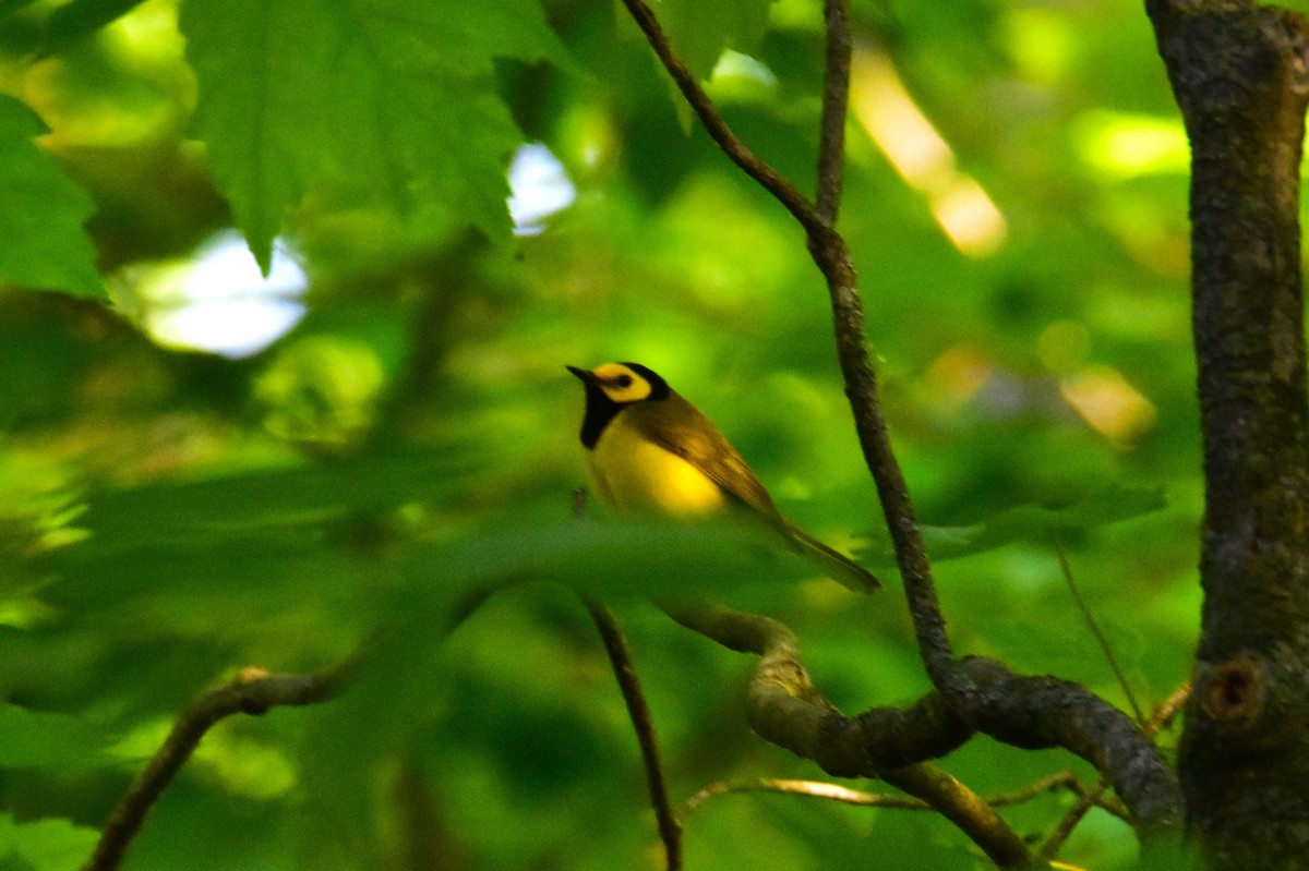 Hooded Warbler - Mark Holt